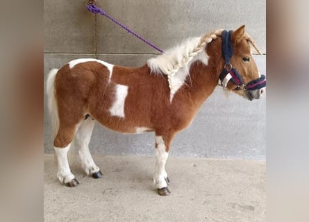 Plus de poneys/petits chevaux, Étalon, 5 Ans