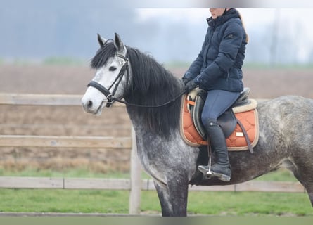 Plus de poneys/petits chevaux, Étalon, 8 Ans, 145 cm, Rouan bleu