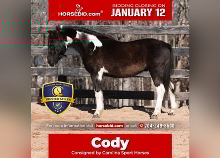 Plus de poneys/petits chevaux, Hongre, 10 Ans, 112 cm, Pinto