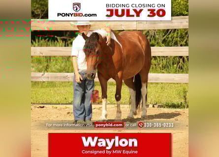 Plus de poneys/petits chevaux, Hongre, 10 Ans, 122 cm