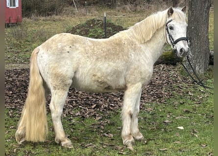 Plus de poneys/petits chevaux, Hongre, 10 Ans, 126 cm, Léopard