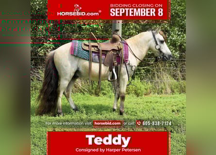 Plus de poneys/petits chevaux, Hongre, 10 Ans, 86 cm, Buckskin