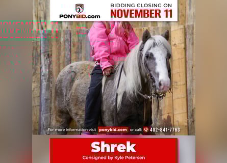 Plus de poneys/petits chevaux, Hongre, 10 Ans, 91 cm, Gris