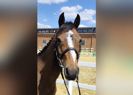 Plus de poneys/petits chevaux, Hongre, 11 Ans, 135 cm, Bai