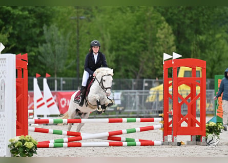 Plus de poneys/petits chevaux, Hongre, 11 Ans, 135 cm, Gris
