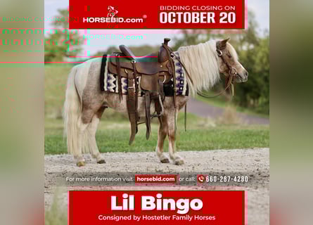 Plus de poneys/petits chevaux, Hongre, 11 Ans, 89 cm, Pinto