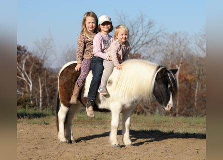 Plus de poneys/petits chevaux, Hongre, 11 Ans, 95 cm, Pinto