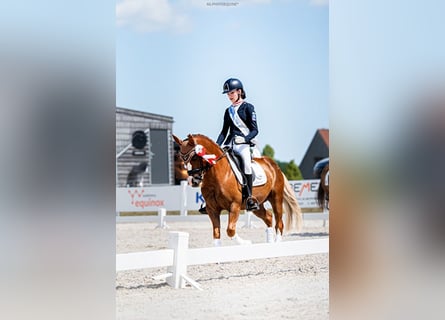 Plus de poneys/petits chevaux, Hongre, 13 Ans, 136 cm, Alezan