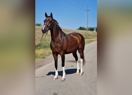 Plus de poneys/petits chevaux, Hongre, 13 Ans, 147 cm, Bai