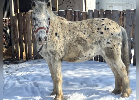 Plus de poneys/petits chevaux, Hongre, 14 Ans, 135 cm, Léopard