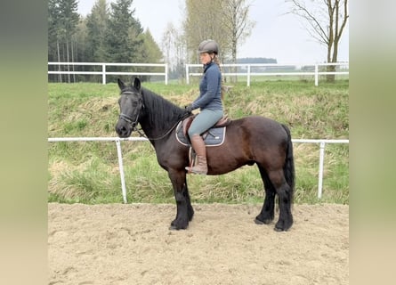 Plus de poneys/petits chevaux, Hongre, 18 Ans, 148 cm, Noir