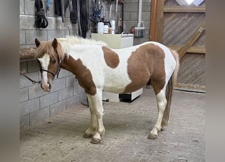 Plus de poneys/petits chevaux, Hongre, 2 Ans, 135 cm