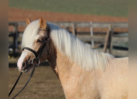 Plus de poneys/petits chevaux, Hongre, 3 Ans, 125 cm, Palomino