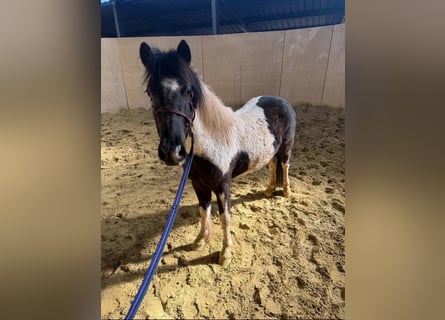 Plus de poneys/petits chevaux, Hongre, 3 Ans, 128 cm, Pinto