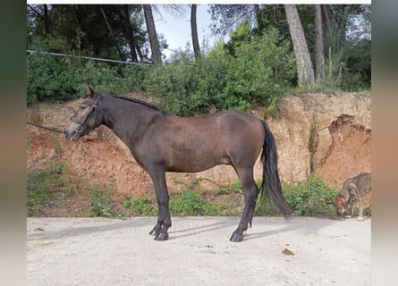 Plus de poneys/petits chevaux, Hongre, 3 Ans, 135 cm, Isabelle