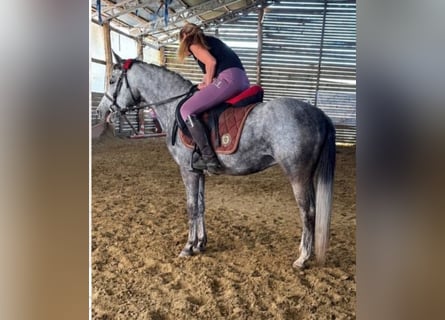 Plus de poneys/petits chevaux, Hongre, 3 Ans, 140 cm, Gris