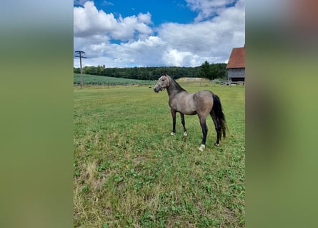 Plus de poneys/petits chevaux Croisé, Hongre, 3 Ans, 144 cm, Gris (bai-dun)