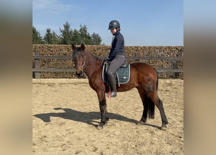 Plus de poneys/petits chevaux, Hongre, 3 Ans, 148 cm
