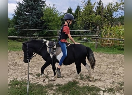 Plus de poneys/petits chevaux, Hongre, 4 Ans, 106 cm, Pinto
