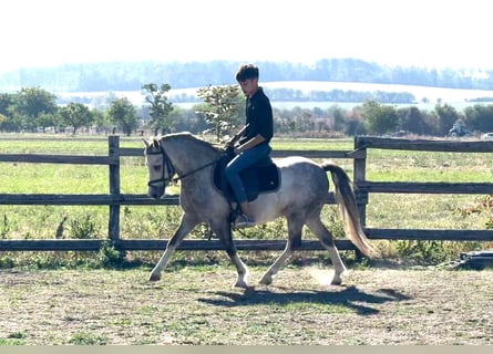 Plus de poneys/petits chevaux, Hongre, 4 Ans, 120 cm, Gris pommelé