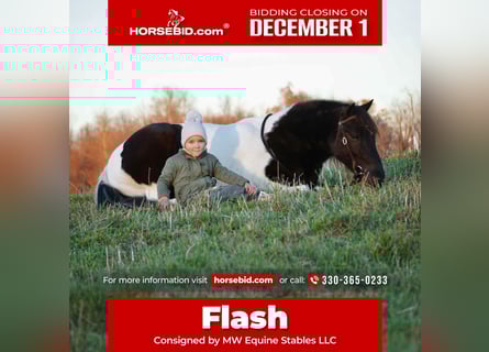 Plus de poneys/petits chevaux, Hongre, 4 Ans, 124 cm, Pinto