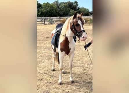 Plus de poneys/petits chevaux, Hongre, 4 Ans, 127 cm, Pinto