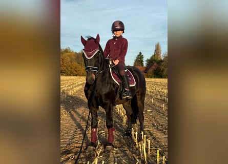 Plus de poneys/petits chevaux, Hongre, 4 Ans, 135 cm, Bai brun foncé