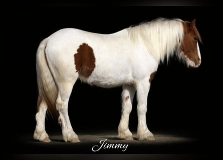 Plus de poneys/petits chevaux, Hongre, 4 Ans, 137 cm, Pinto