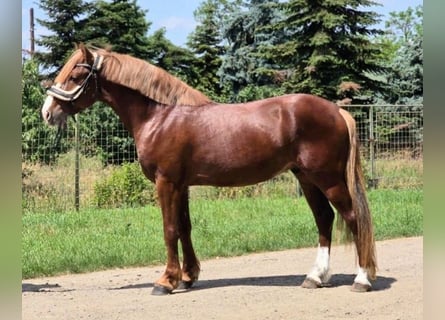 Plus de poneys/petits chevaux Croisé, Hongre, 4 Ans, 145 cm, Alezan brûlé