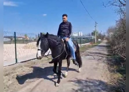 Plus de poneys/petits chevaux, Hongre, 4 Ans, 145 cm, Noir