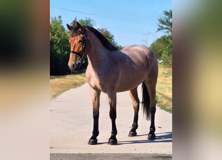 Plus de poneys/petits chevaux, Hongre, 4 Ans, 148 cm, Rouan Rouge