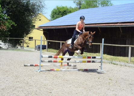 Plus de poneys/petits chevaux, Hongre, 4 Ans, 150 cm, Alezan