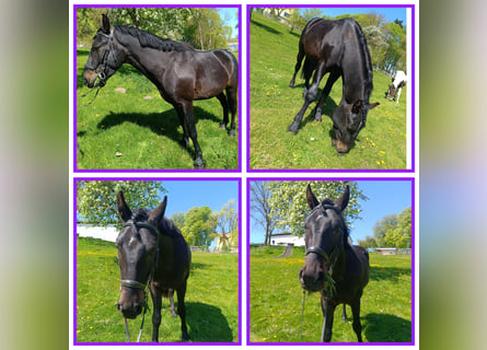 Plus de poneys/petits chevaux, Hongre, 4 Ans, 150 cm, Bai brun