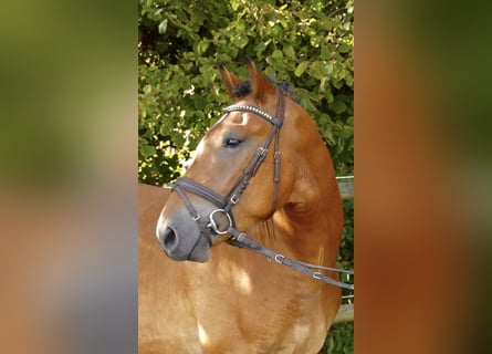 Plus de poneys/petits chevaux Croisé, Hongre, 4 Ans, 152 cm, Bai