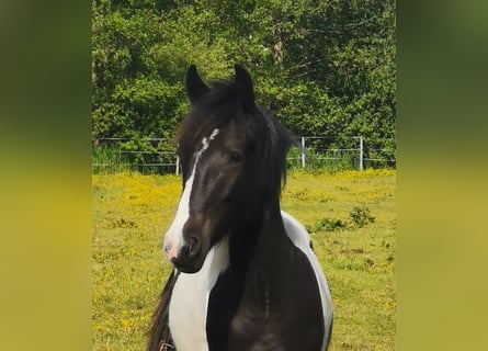 Plus de poneys/petits chevaux Croisé, Hongre, 4 Ans, 152 cm, Pinto