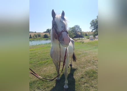 Plus de poneys/petits chevaux, Hongre, 4 Ans, 155 cm, Pinto