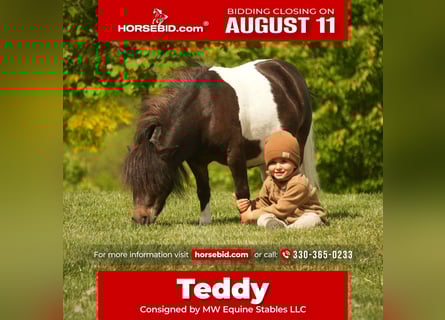 Plus de poneys/petits chevaux, Hongre, 4 Ans, 81 cm