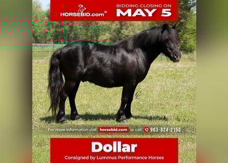 Plus de poneys/petits chevaux, Hongre, 4 Ans, 94 cm, Noir