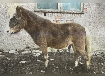 Plus de poneys/petits chevaux Croisé, Hongre, 5 Ans, 110 cm, Alezan brûlé