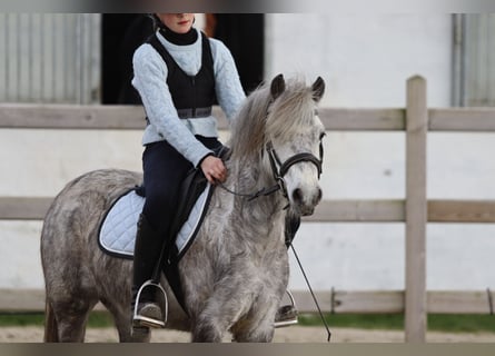 Plus de poneys/petits chevaux, Hongre, 5 Ans, 115 cm, Rouan bleu