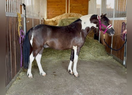 Plus de poneys/petits chevaux, Hongre, 5 Ans, 117 cm, Pinto