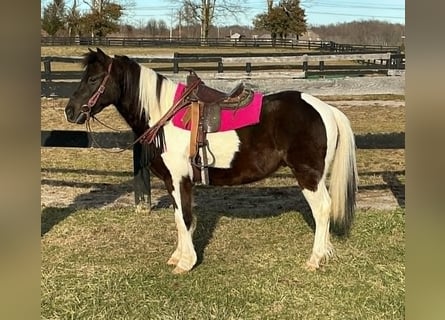 Plus de poneys/petits chevaux, Hongre, 5 Ans, 122 cm, Tobiano-toutes couleurs