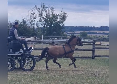 Plus de poneys/petits chevaux, Hongre, 5 Ans, 125 cm, Isabelle