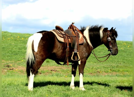 Plus de poneys/petits chevaux, Hongre, 5 Ans, 127 cm, Pinto