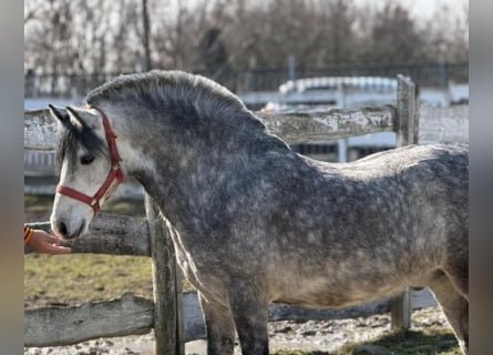 Plus de poneys/petits chevaux, Hongre, 5 Ans, 131 cm, Gris pommelé
