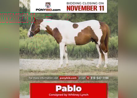 Plus de poneys/petits chevaux, Hongre, 5 Ans, 137 cm, Pinto