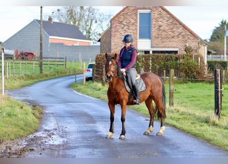Plus de poneys/petits chevaux, Hongre, 5 Ans, 140 cm, Bai