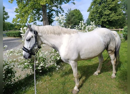Plus de poneys/petits chevaux, Hongre, 5 Ans, 140 cm, Pinto