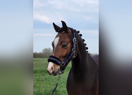 Plus de poneys/petits chevaux, Hongre, 5 Ans, 142 cm, Bai