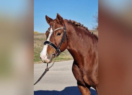 Plus de poneys/petits chevaux, Hongre, 5 Ans, 145 cm, Alezan